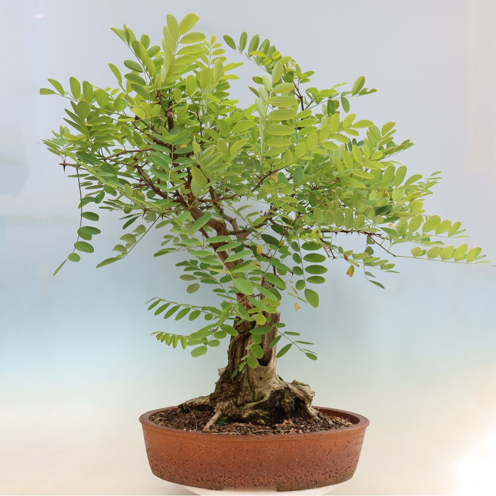Venkovní bonsai - Trnovník  Akát - Robinia pseudoacacia
