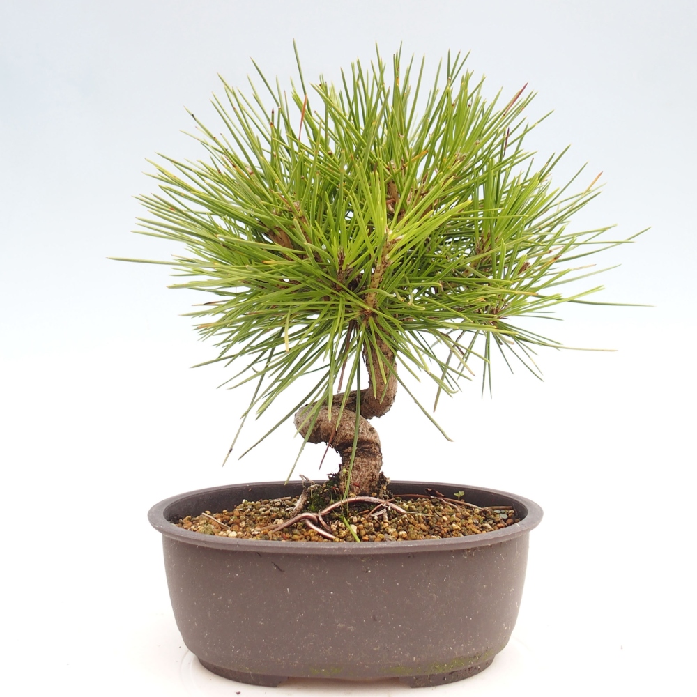 Venkovní bonsai - Pinus thunbergii - Borovice thunbergova