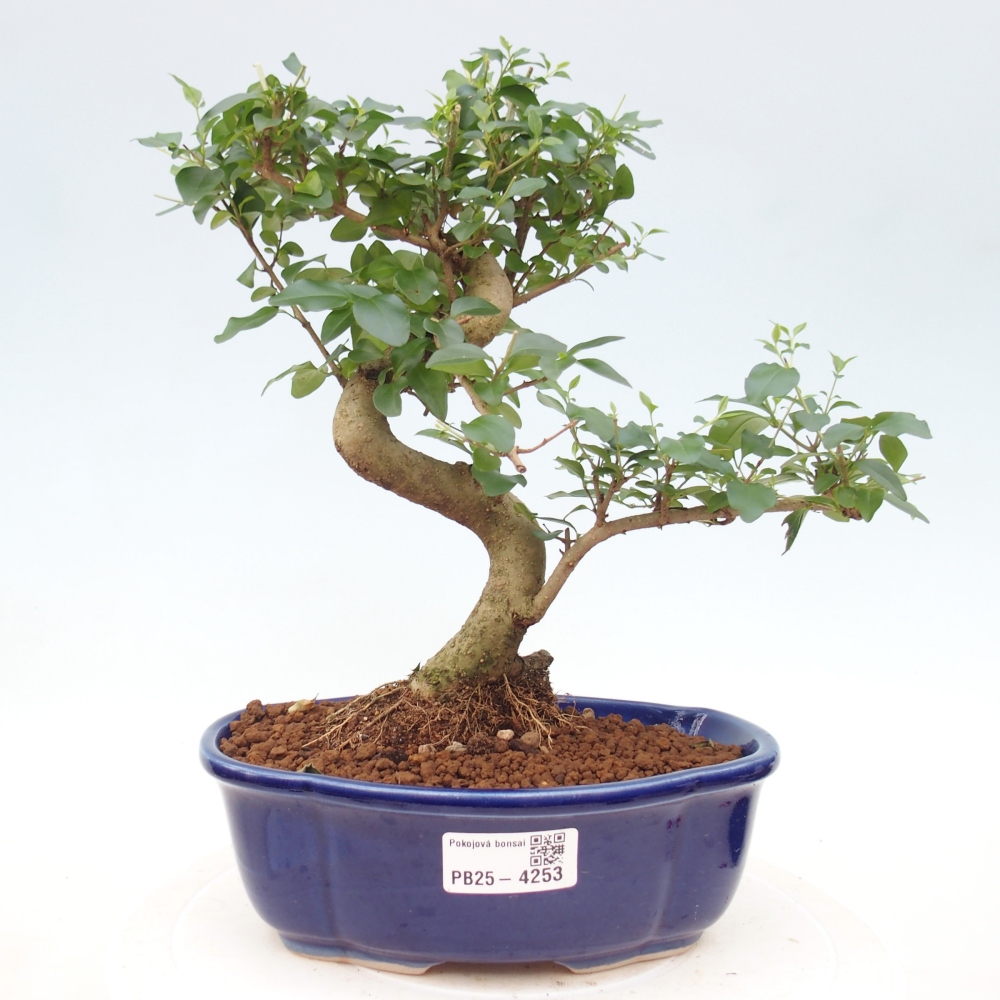 Pokojová bonsai -Ligustrum chinensis - Ptačí zob