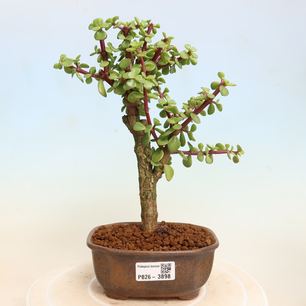 Pokojová bonsai - Portulakaria Afra - Tlustice