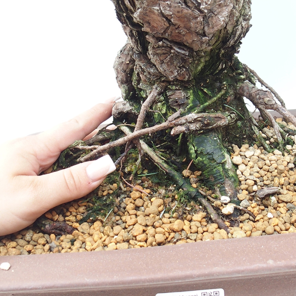 Venkovní bonsai - Pinus parviflora - Borovice drobnokvětá