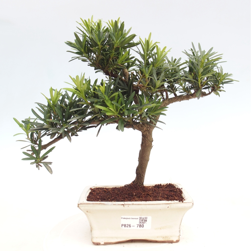 Pokojová bonsai - Podocarpus - Kamenný tis