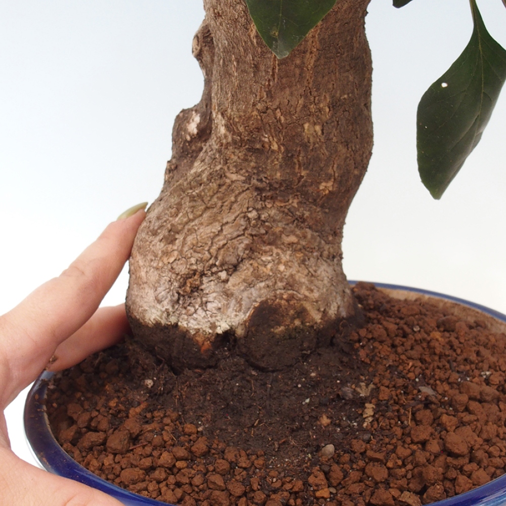 Pokojová bonsai - Bouganwilea