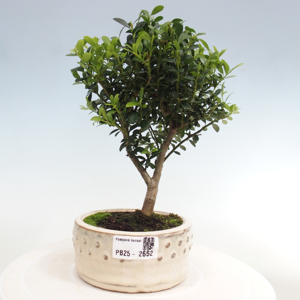 Pokojová bonsai - Ilex crenata - Cesmína