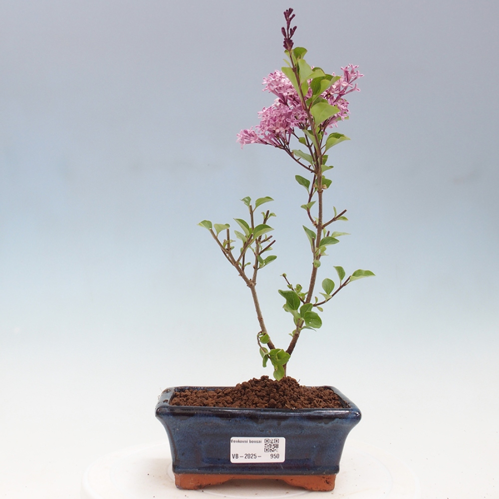 Venkovní bonsai - Syringa Meyeri Palibin - Šeřík Meyerův