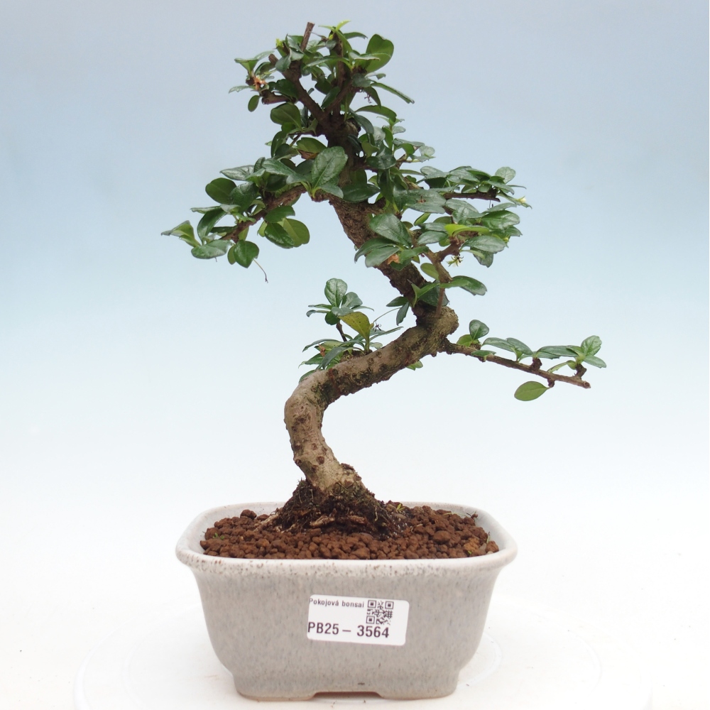 Pokojová bonsai - Carmona macrophylla - Čaj fuki