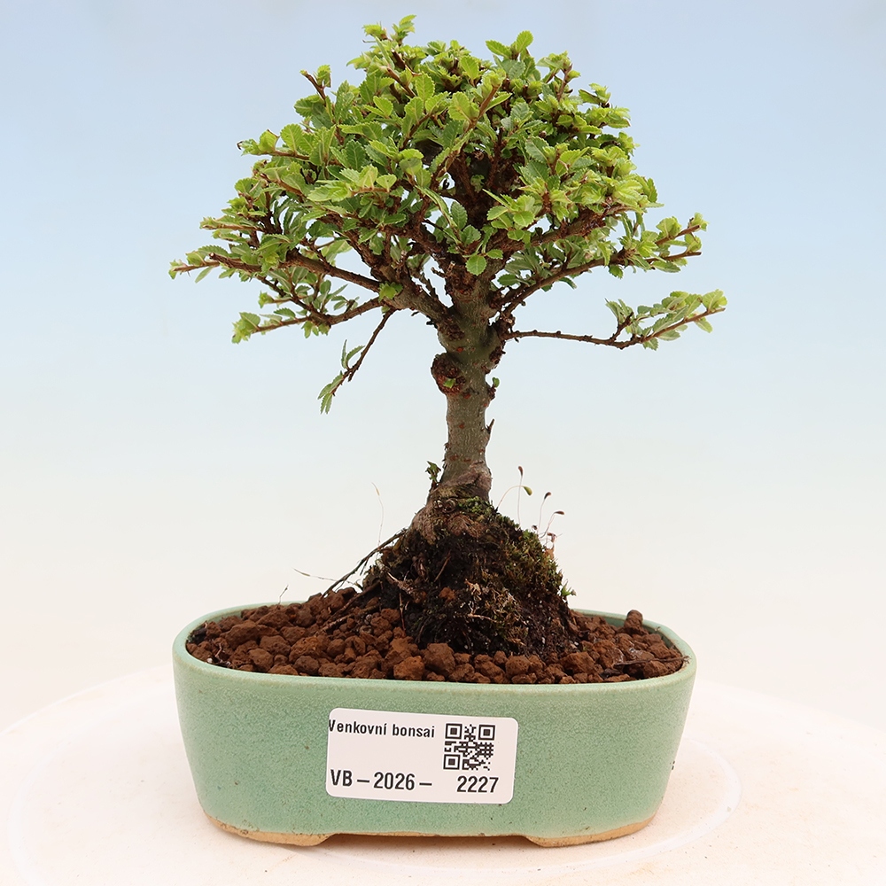 Venkovní bonsai - Ulmus parvifolia Sagei - Malolistý jilm