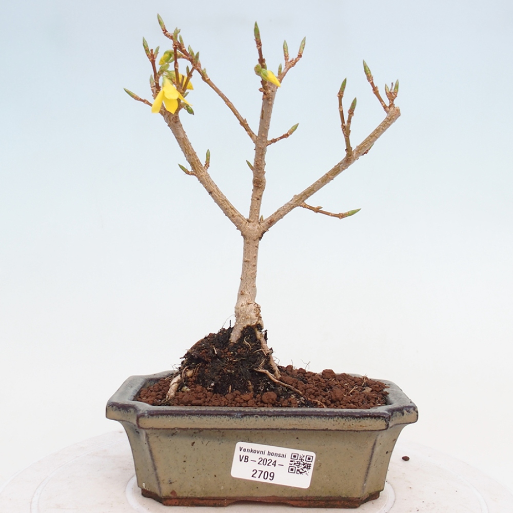 Venkovní bonsai - Zlatice - Forsythia intermedia 