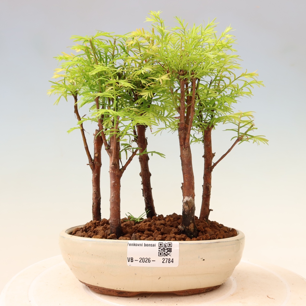 Venkovní bonsai - Metasequoia glyptostroboides - Metasekvoje čínská - lesík