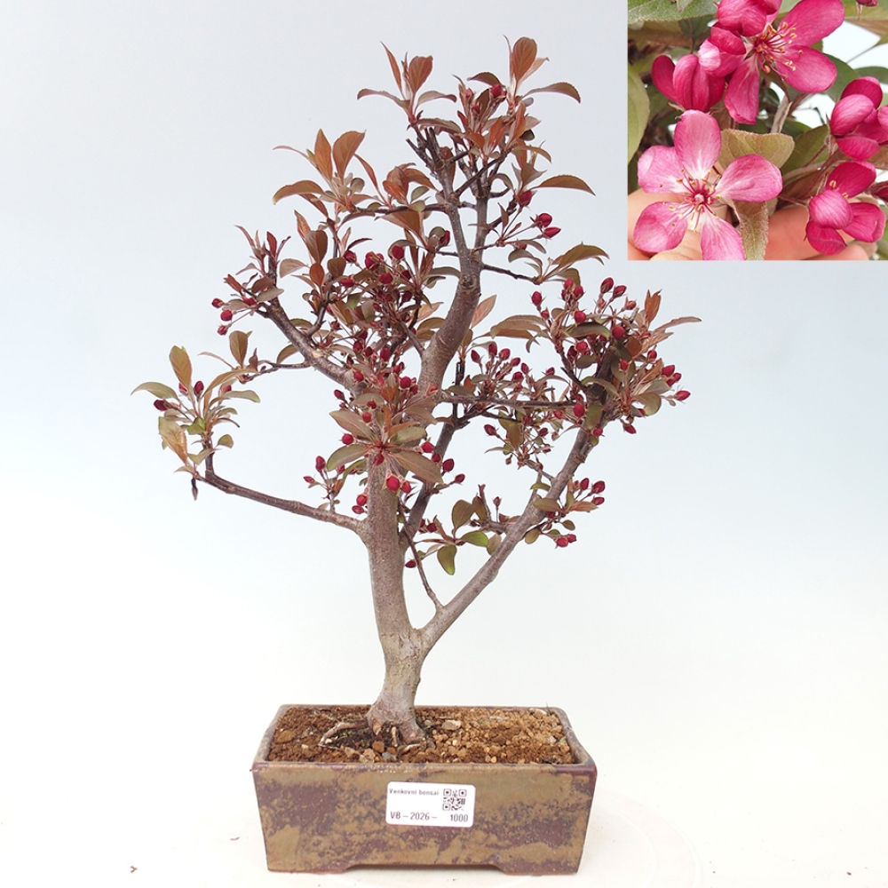 Venkovní bonsai -Malus domestica - Maloplodá jabloň červenolistá