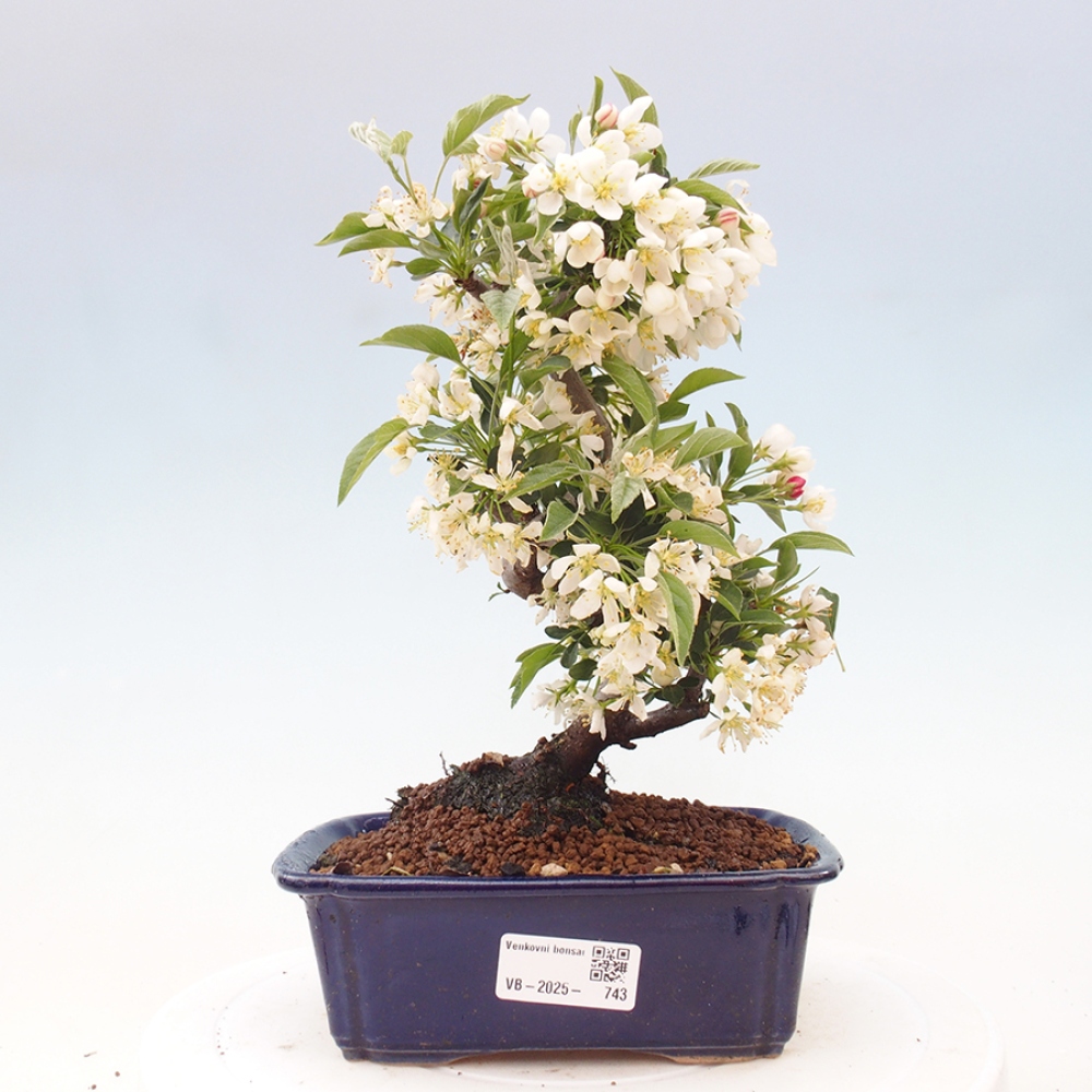 Venkovní bonsai - Malus sargentii -  Maloplodá jabloň