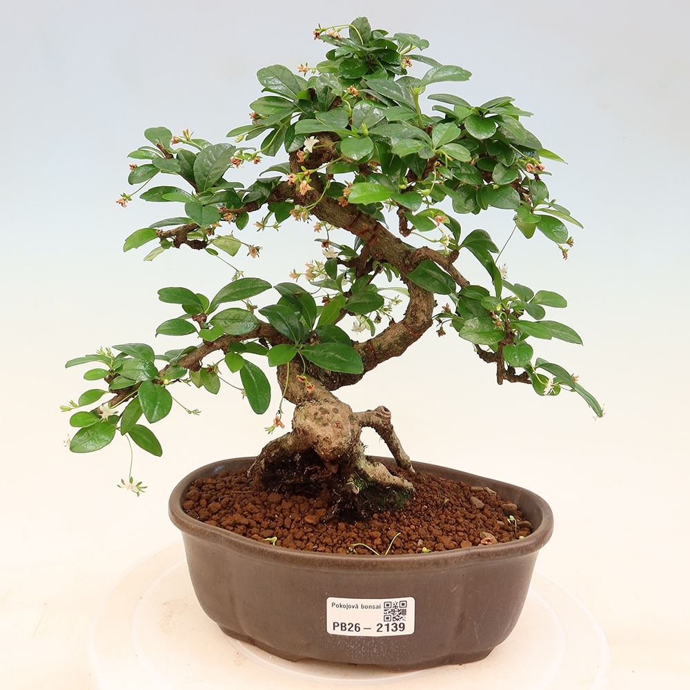 Pokojová bonsai - Carmona macrophylla - Čaj fuki