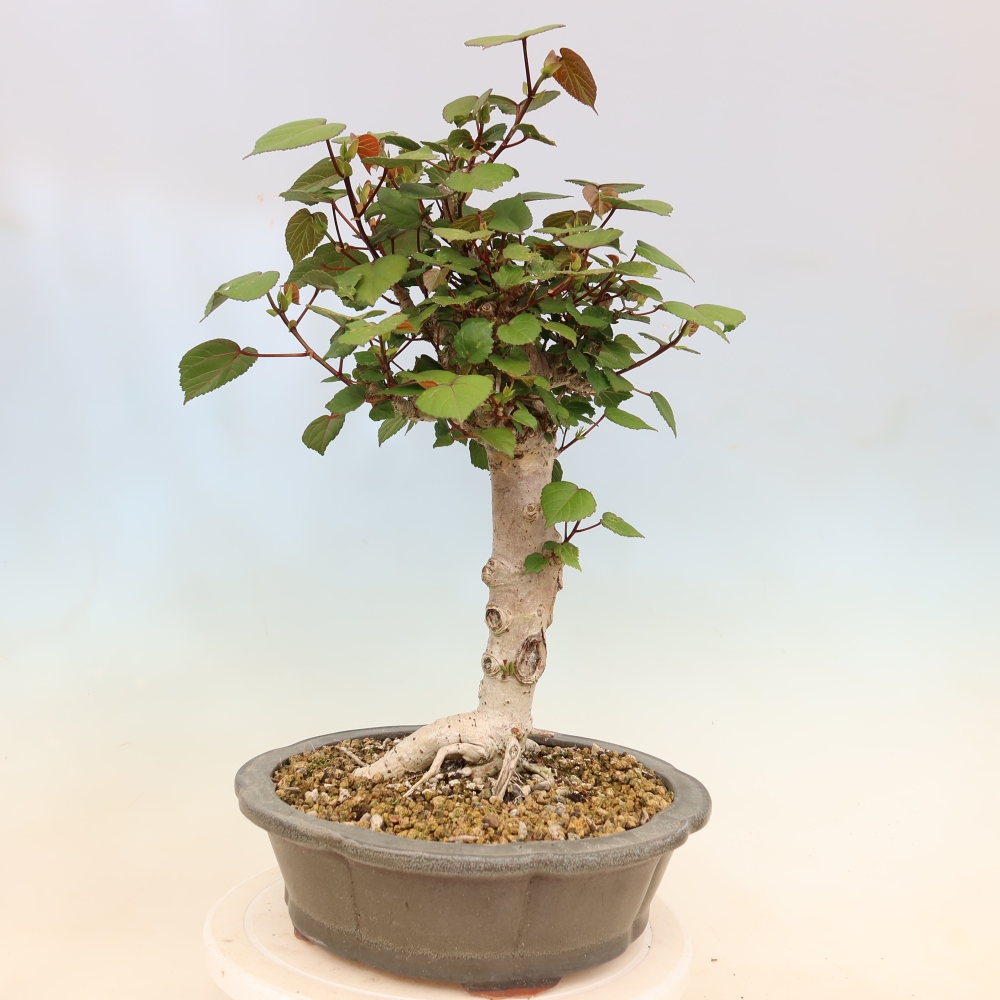Pokojová bonsai - Hibiscus tiliaceus - Ibišek lípovitý, morský