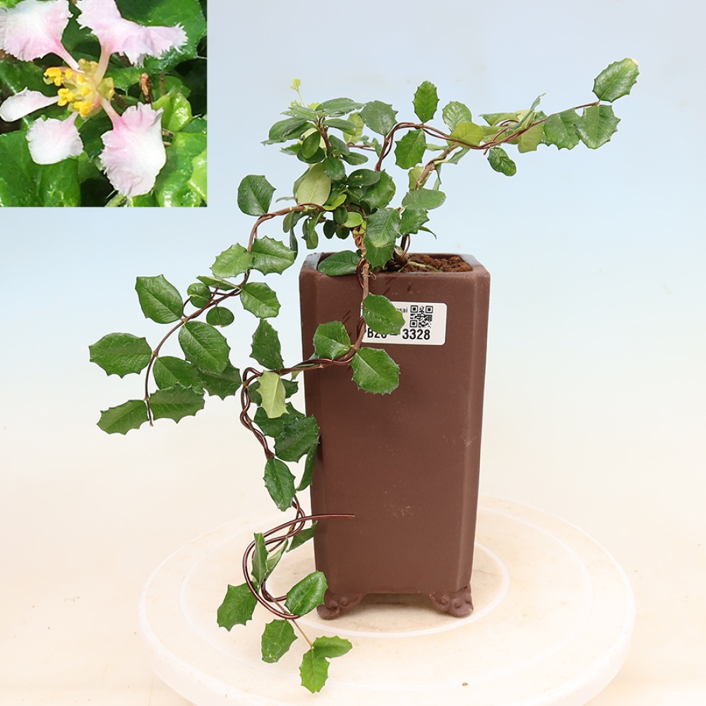 Pokojová bonsai - Malpígie barbadoská třešeň - Malpighia coccigera