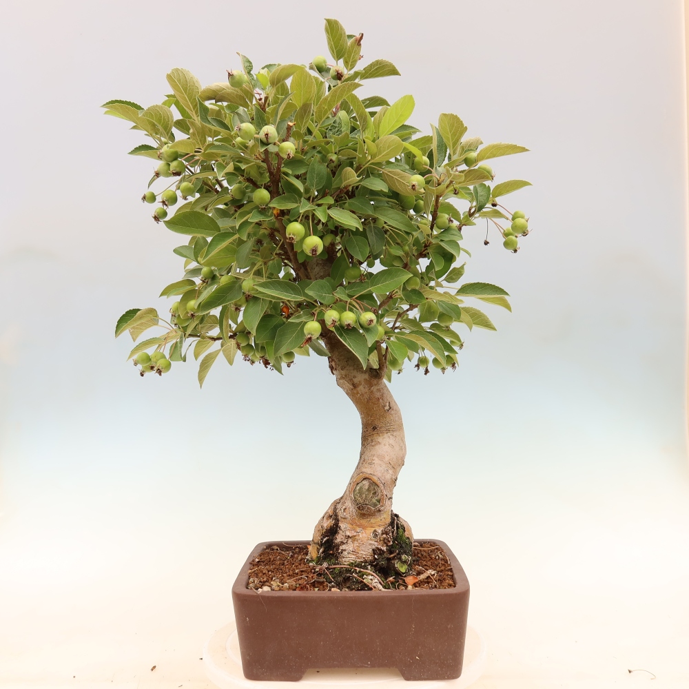 Venkovní bonsai -Malus halliana - Maloplodá jabloň