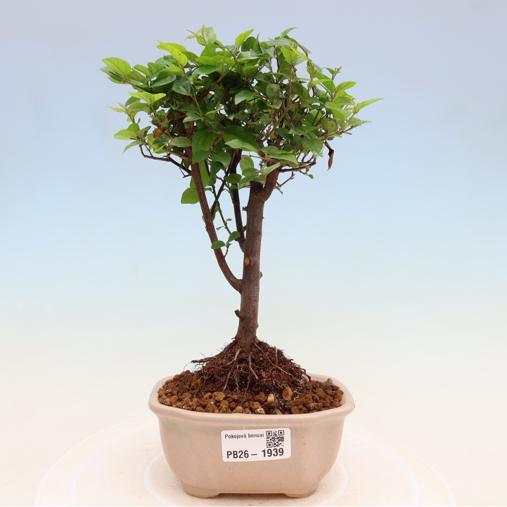 Pokojová bonsai - Sagerécie thea - Sagerécie thea