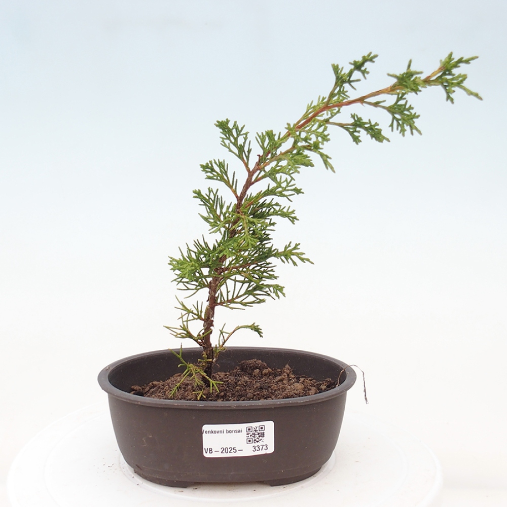 Venkovní bonsai - Juniperus chinensis Itoigawa -Jalovec čínský