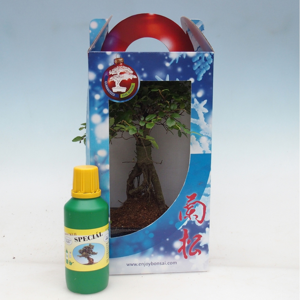 Pokojová bonsai v dárkové krabičce Ulmus parvifolia - Jilm čínský