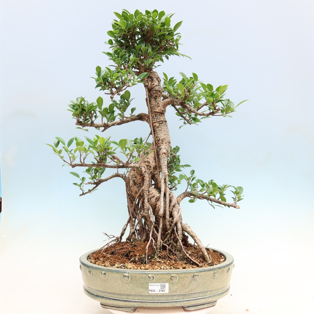 Pokojová bonsai - Ficus kimmen -  malolistý fíkus