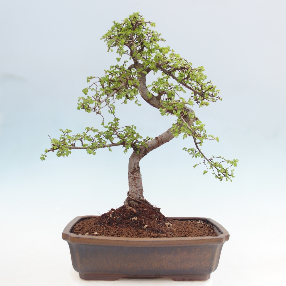Pokojová bonsai - Ulmus parvifolia - Malolistý jilm