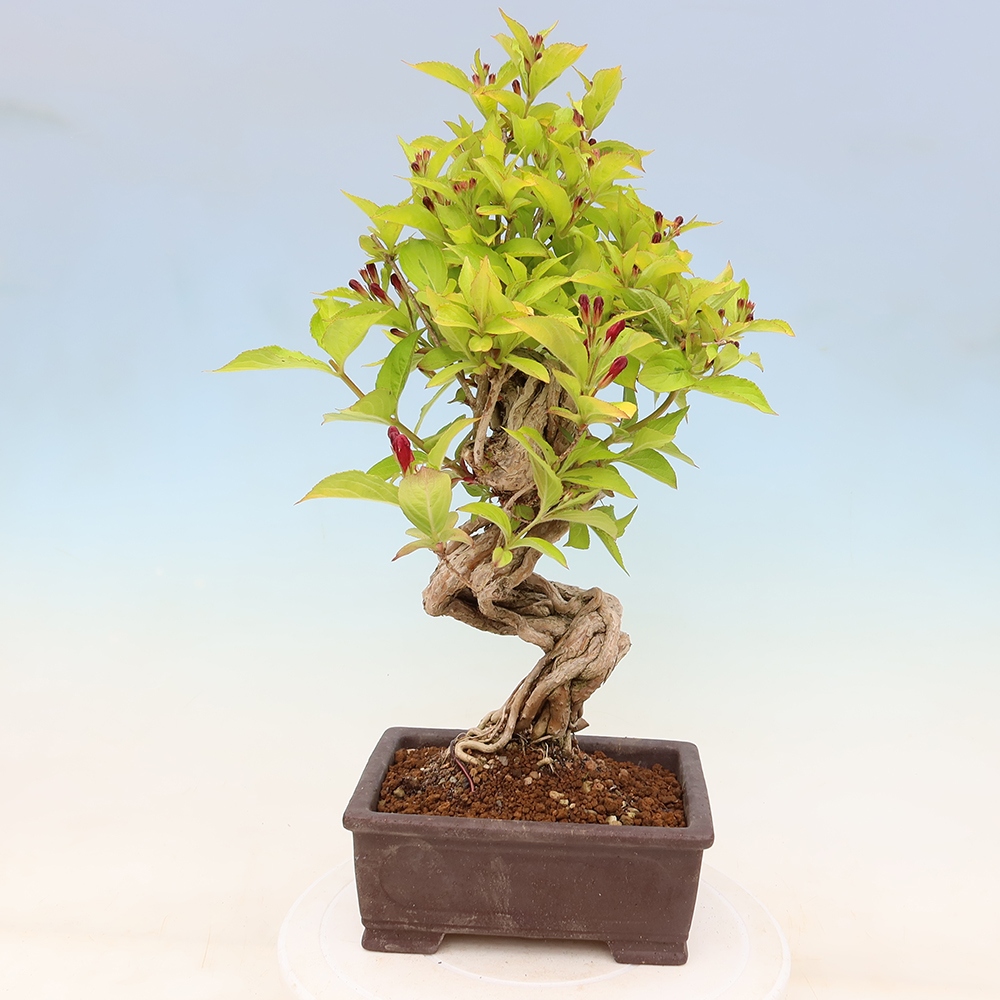 Venkovní bonsai - Weigela subsessilis - Vajgélie korejská