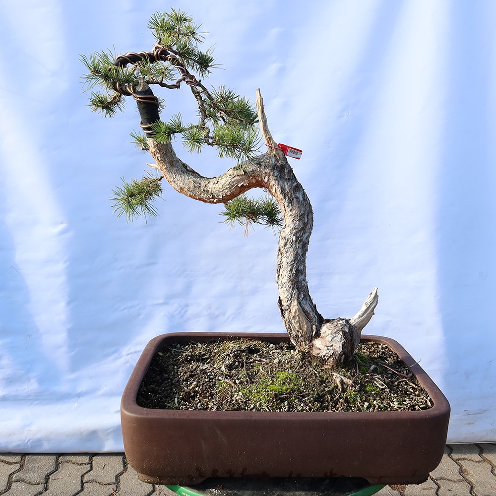Pinus sylvestris Španělsko - borovice lesní
