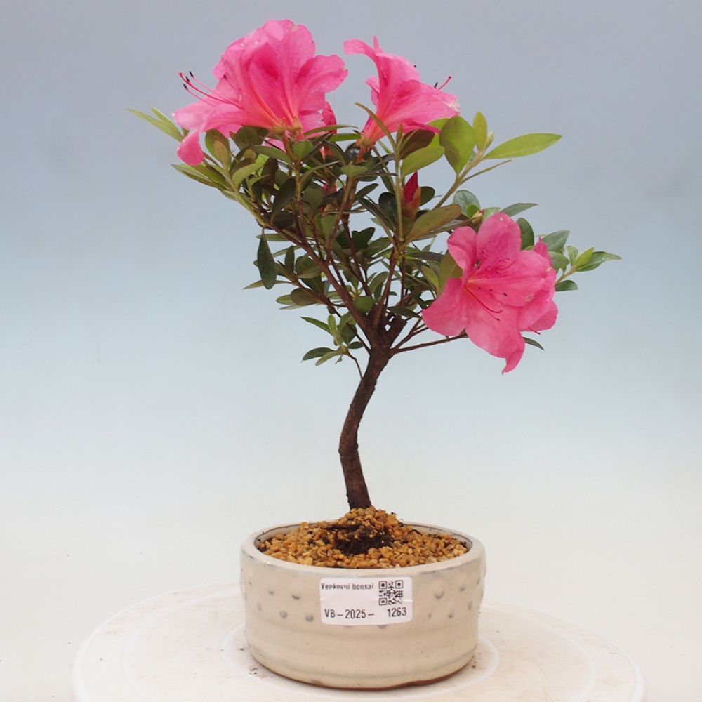Venkovní bonsai - Japonská azalka - Azalea sp.