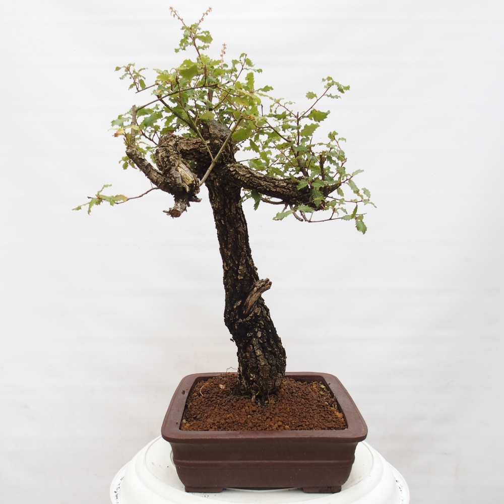 Yamadori - Quercus Ilex -Dub cesmínovitý