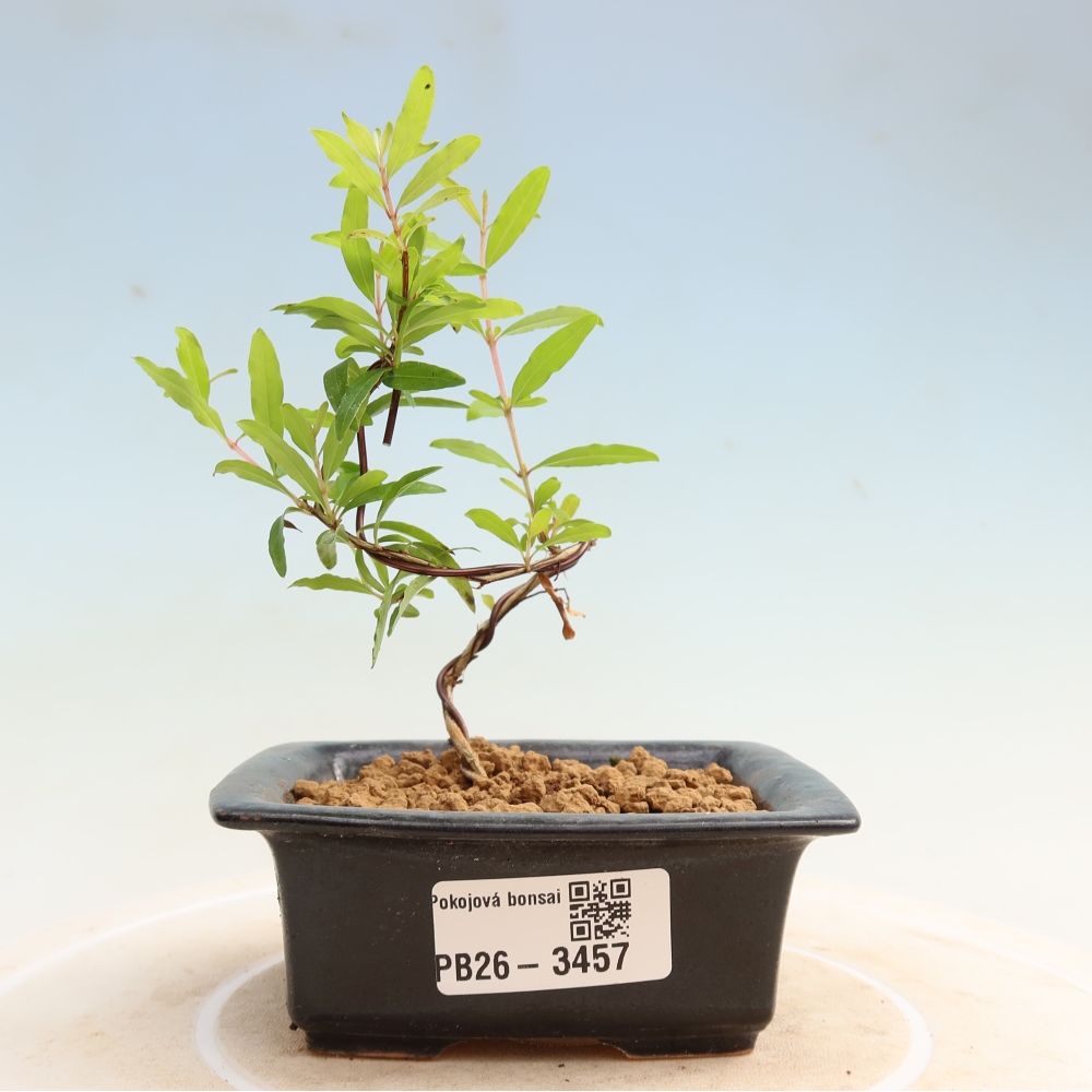 Pokojová bonsai-PUNICA granatum nana-Granátové jablko
