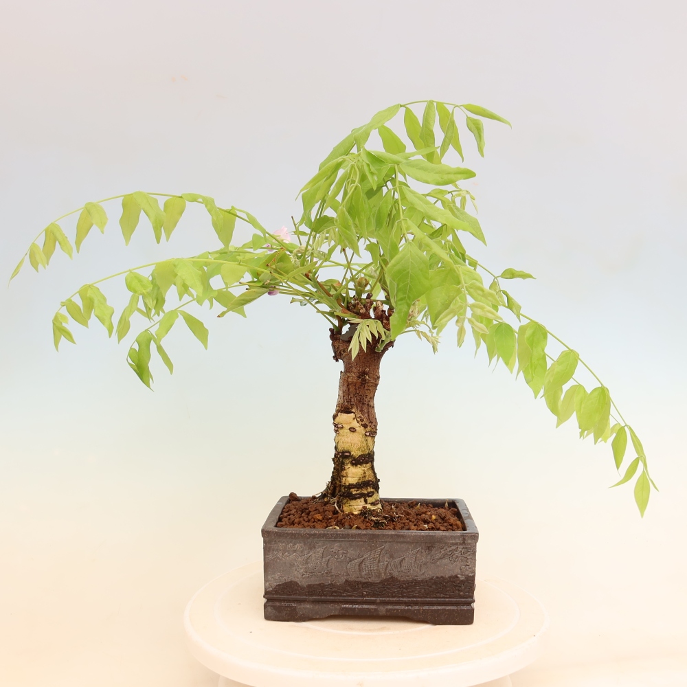 Venkovní bonsai - Vistarie květnatá - Wisteria floribunda