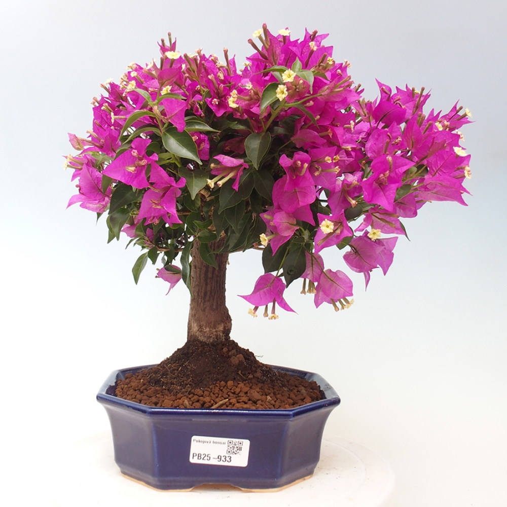 Pokojová bonsai - Bouganwilea