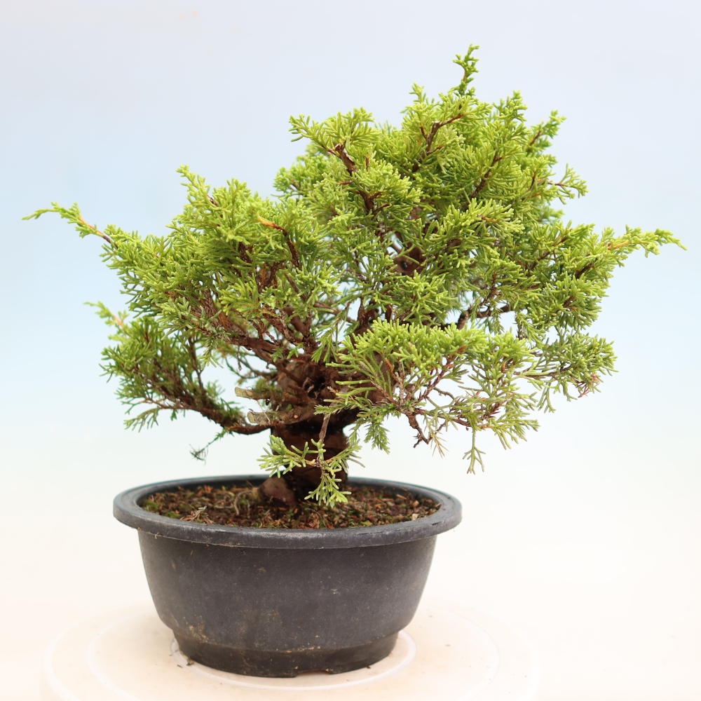 Venkovní bonsai - Juniperus chinensis Itoigawa-Jalovec čínský