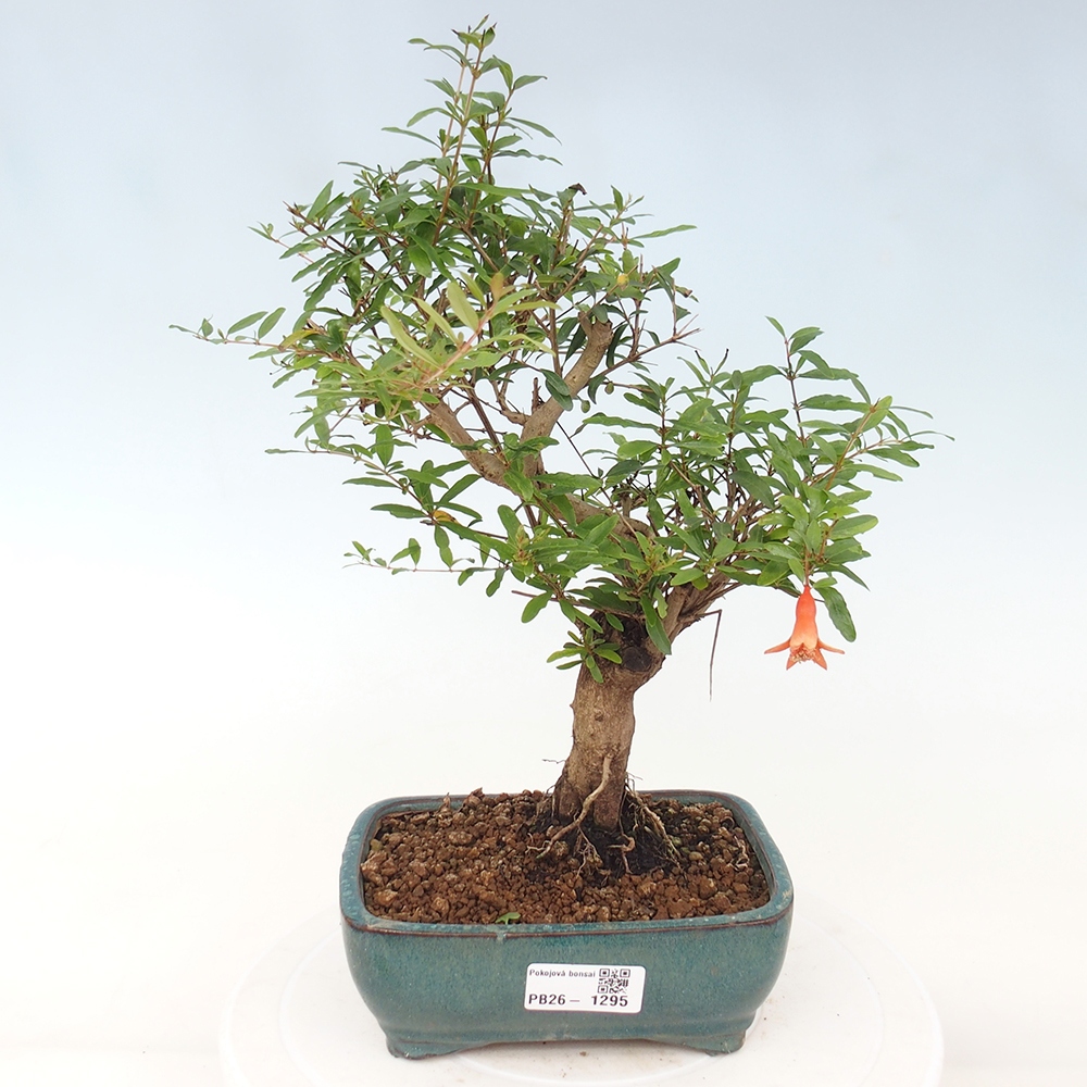 Pokojová bonsai-PUNICA granatum nana-Granátové jablko
