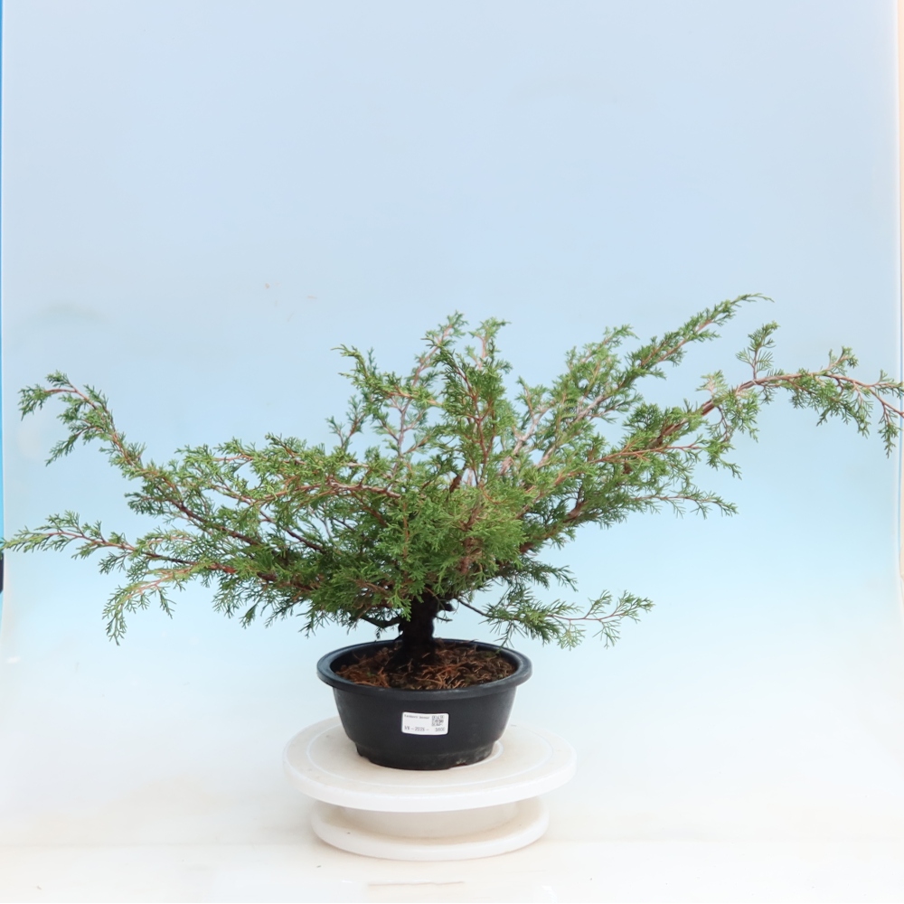 Venkovní bonsai - Juniperus chinensis Itoigawa - Jalovec čínský