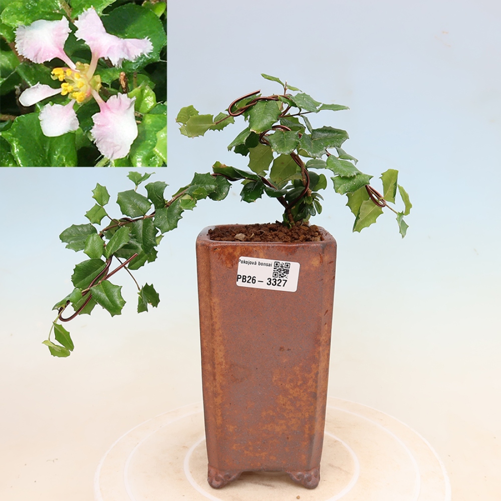 Pokojová bonsai - Malpígie barbadoská třešeň - Malpighia coccigera
