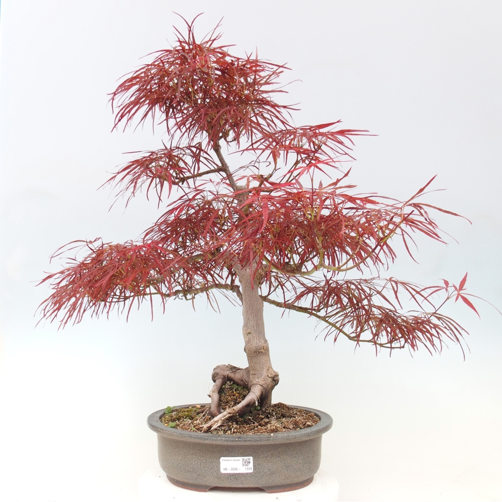 Venkovní bonsai - Javor dlanitolistý - Acer palmatum RED PYGMY