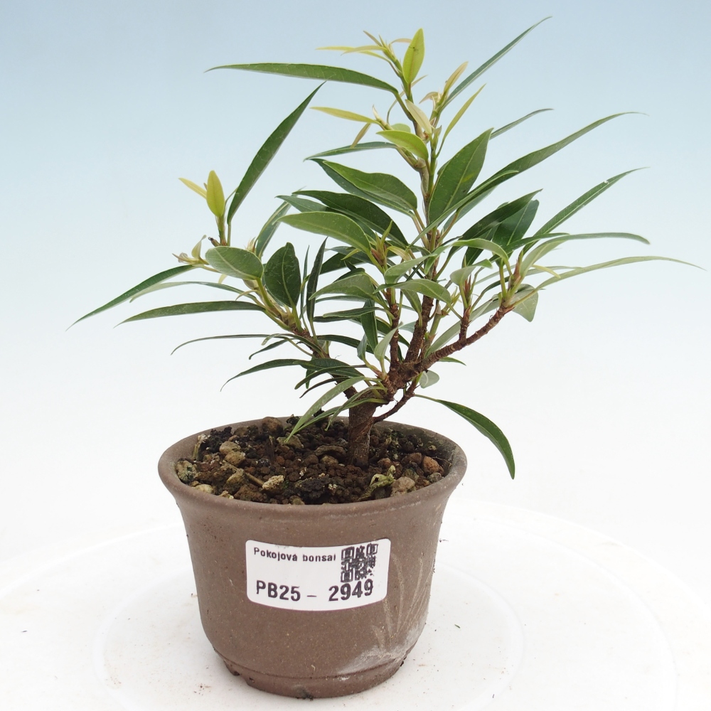 Pokojová bonsai - Ficus nerifolia -  malolistý fíkus