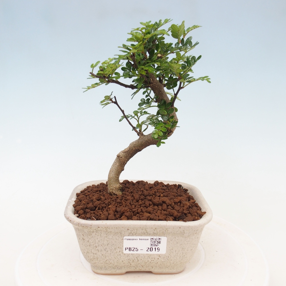 Pokojová bonsai - Zantoxylum piperitum - pepřovník