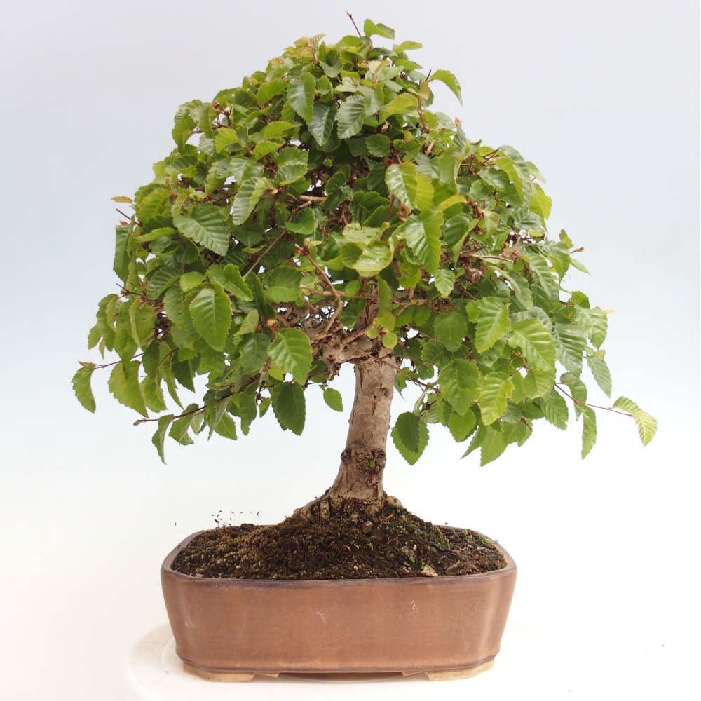 Venkovní bonsai -Carpinus CARPINOIDES - Habr korejský