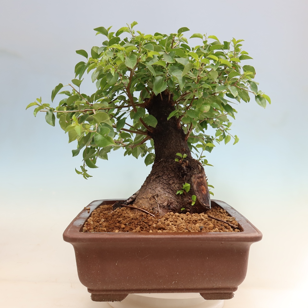 Venkovní bonsai - Mahalebka - Prunus mahaleb