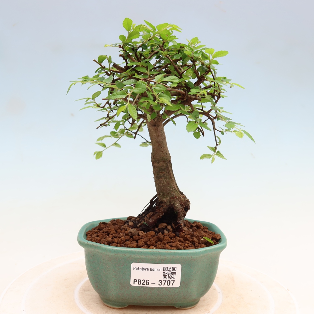 Pokojová bonsai - Ulmus parvifolia - Malolistý jilm