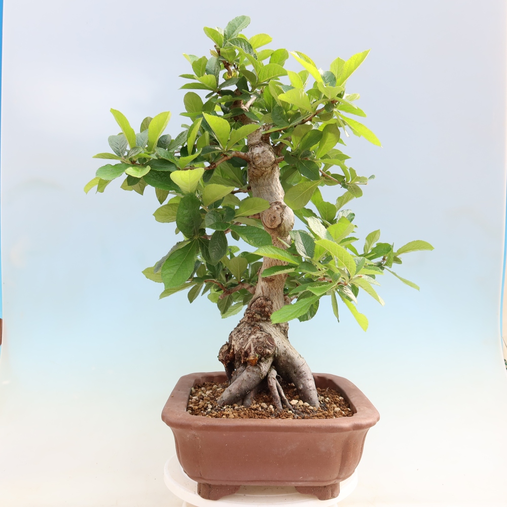 Venkovní bonsai - Blýskalka chlupatá - Photinia villosa