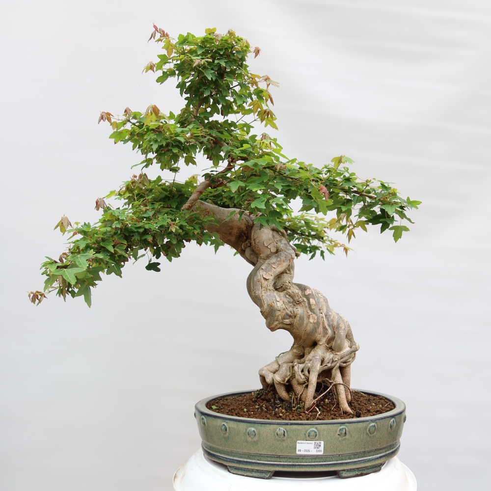 Venkovní bonsai - Javor Burgerův - Acer Burgerianum 