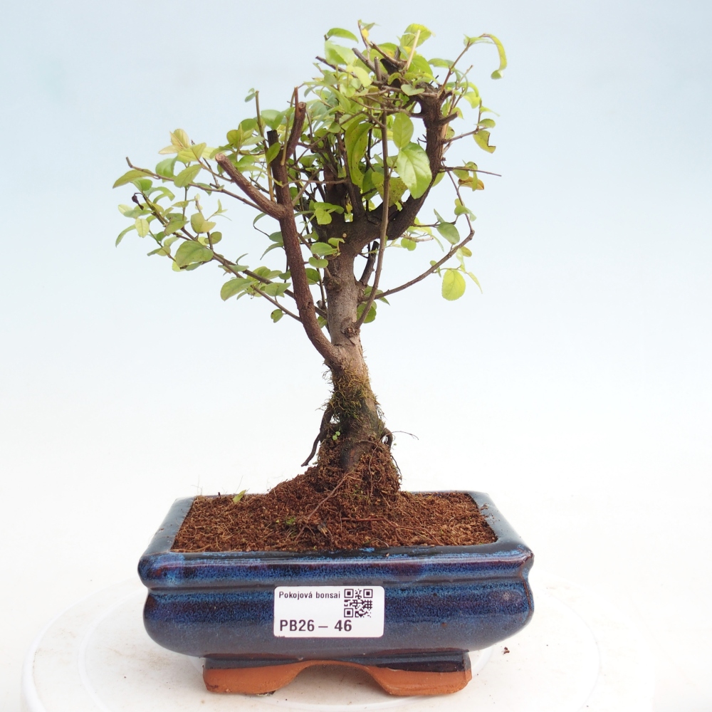 Pokojová bonsai - Sagerécie thea - Sagerécie thea