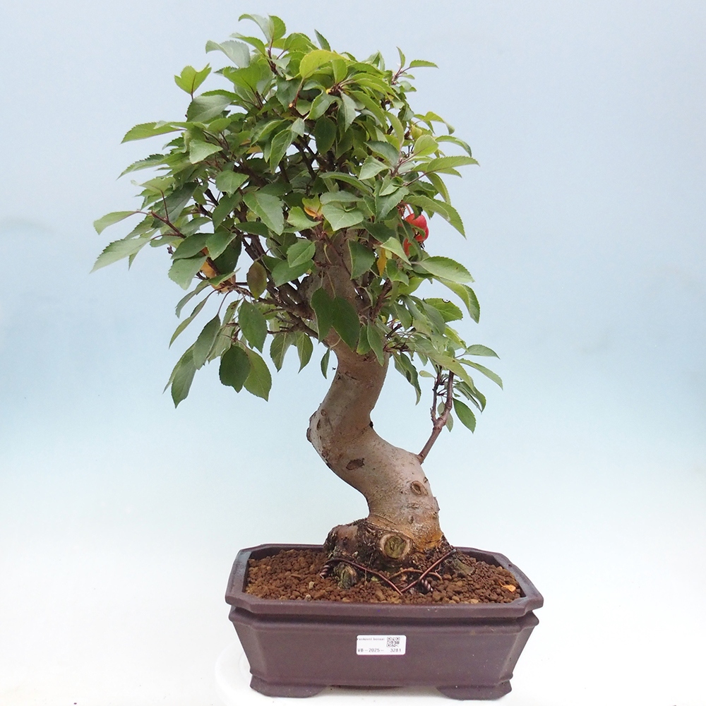 Venkovní bonsai -Malus halliana - Maloplodá jabloň