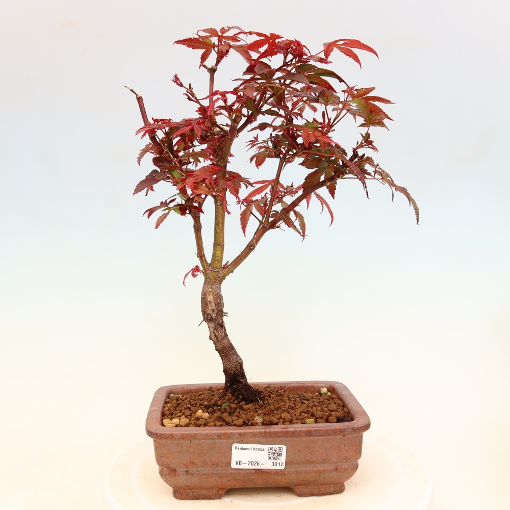 Venkovní bonsai -Javor dlanitolistý  - Acer palmatum Berry Broom 
