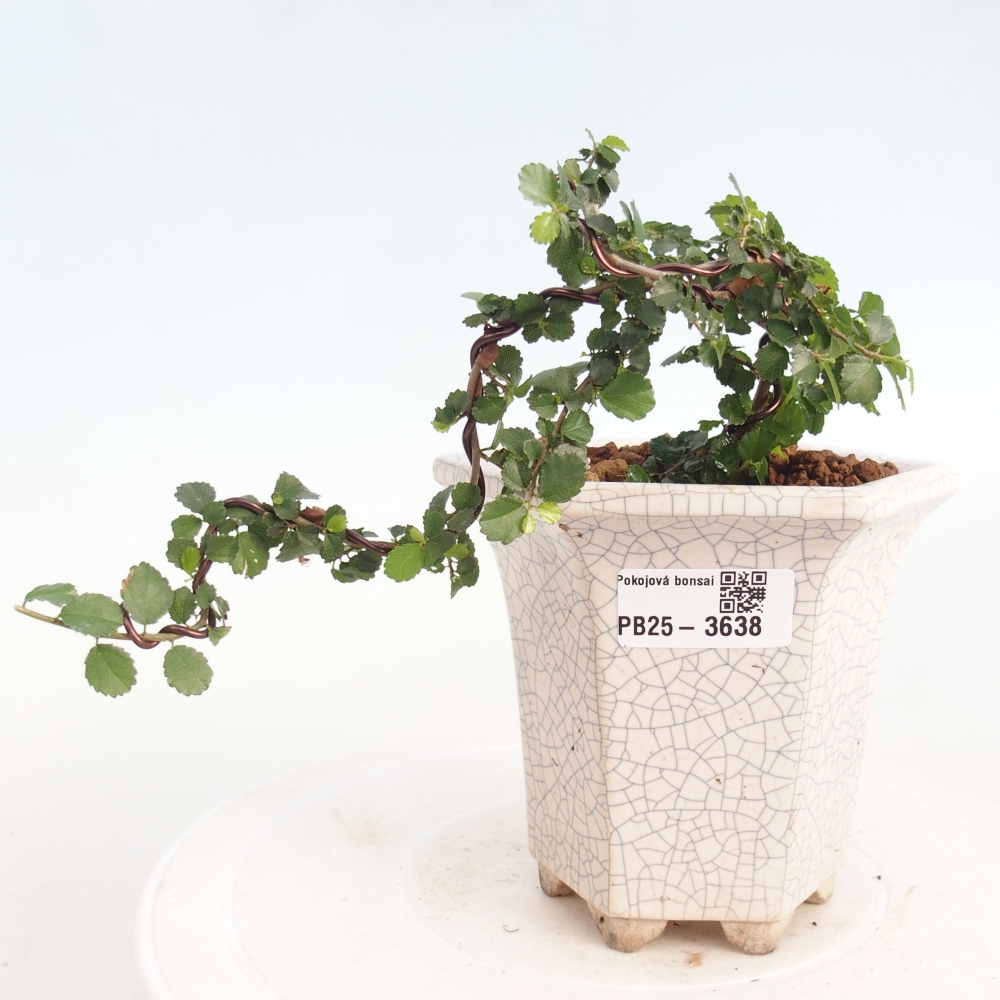 Pokojová bonsai - Grewia sp. - Grewie malolistá