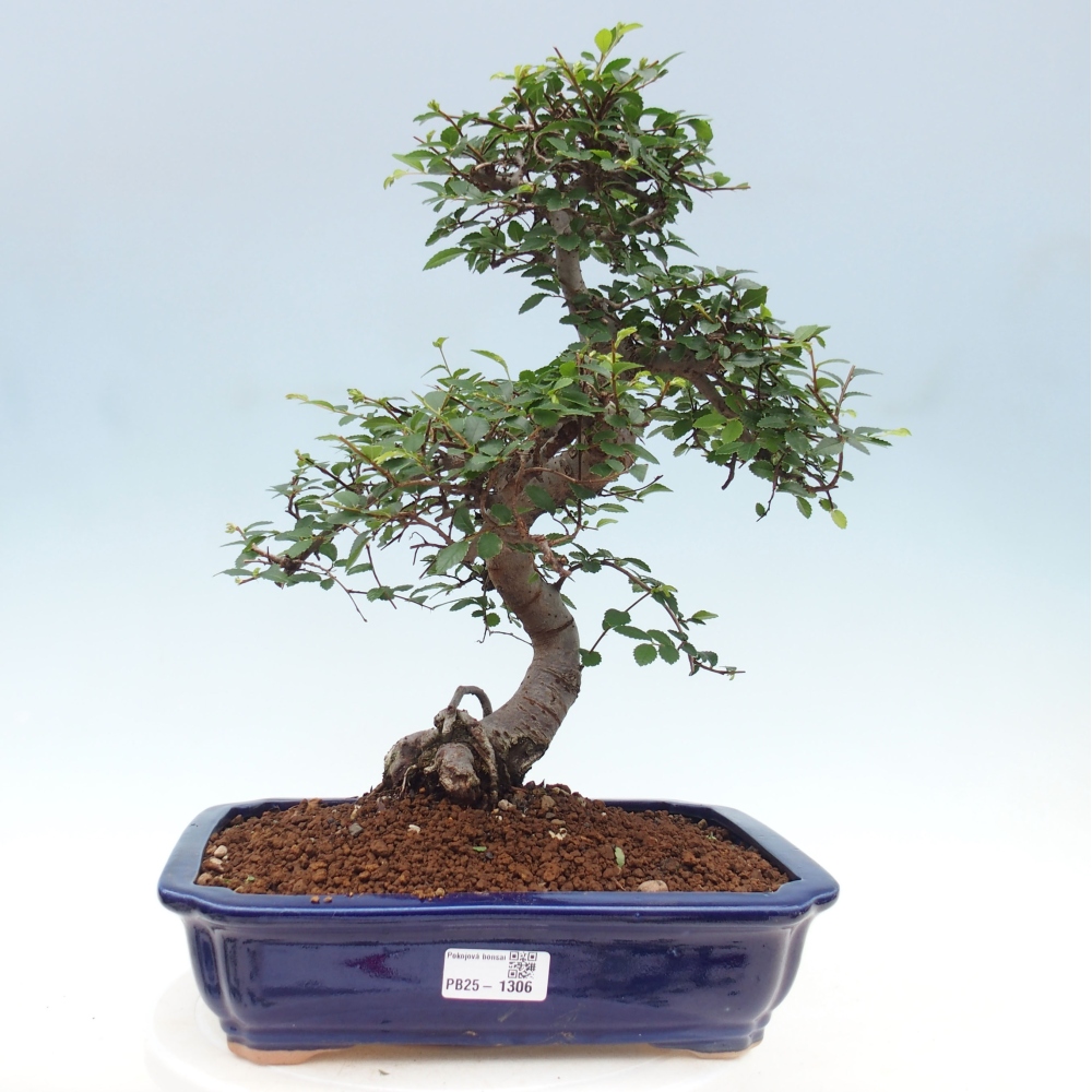 Pokojová bonsai - Ulmus parvifolia - Malolistý jilm