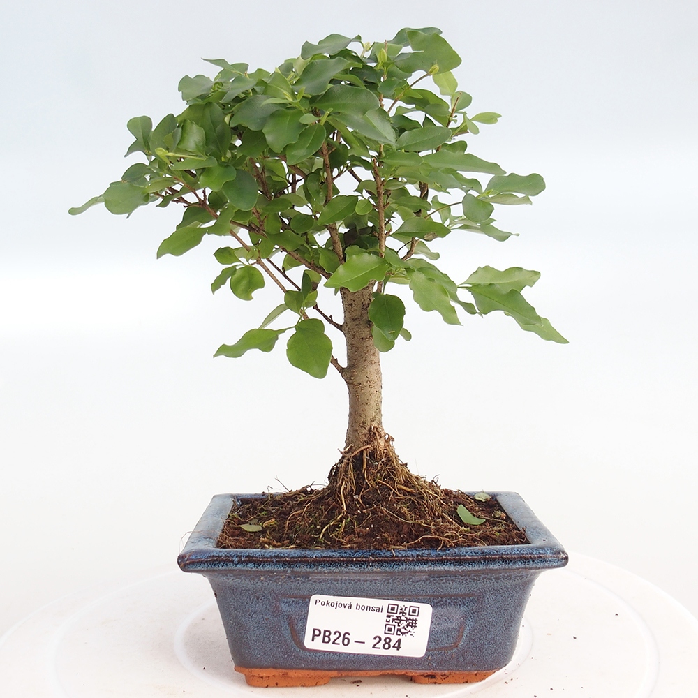 Pokojová bonsai -Ligustrum chinensis - Ptačí zob