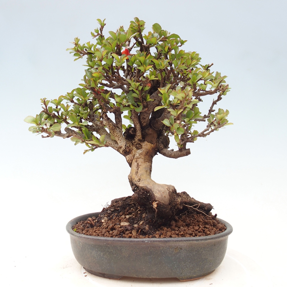Venkovní  bonsai -  Chaneomeles speciosa - Kdoulovec ozdobný